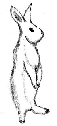 Conejo