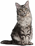 gato